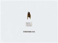 藏品(雙翅目)的圖片